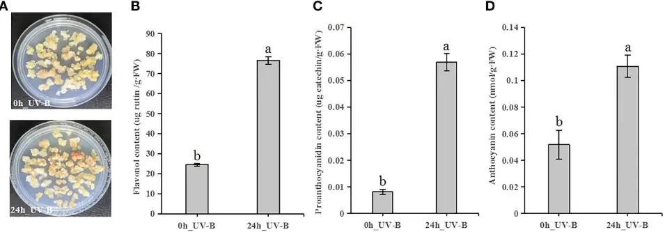 Bar charts and images showing that 24 h UV-B treatment increases flavonol, proanthocyanidin, and anthocyanin contents in blueberry calli versus 0 h controls (n=3, mean ± SD; Tukey’s test p < 0.05).